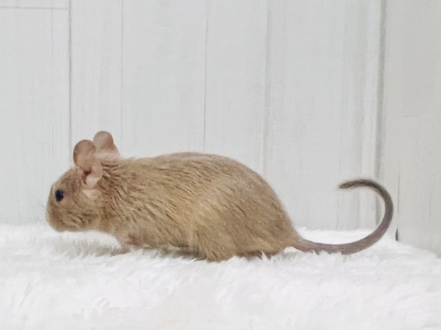 デグー