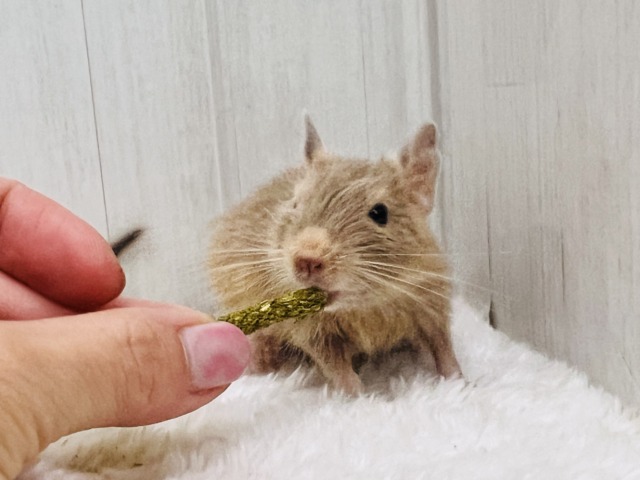 デグー