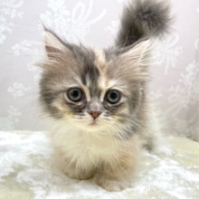 💖短足いいでしょ💖マンチカン(ダイリュートキャリコ)🩵🫧🩶女の子💕2026年1月18日生まれ