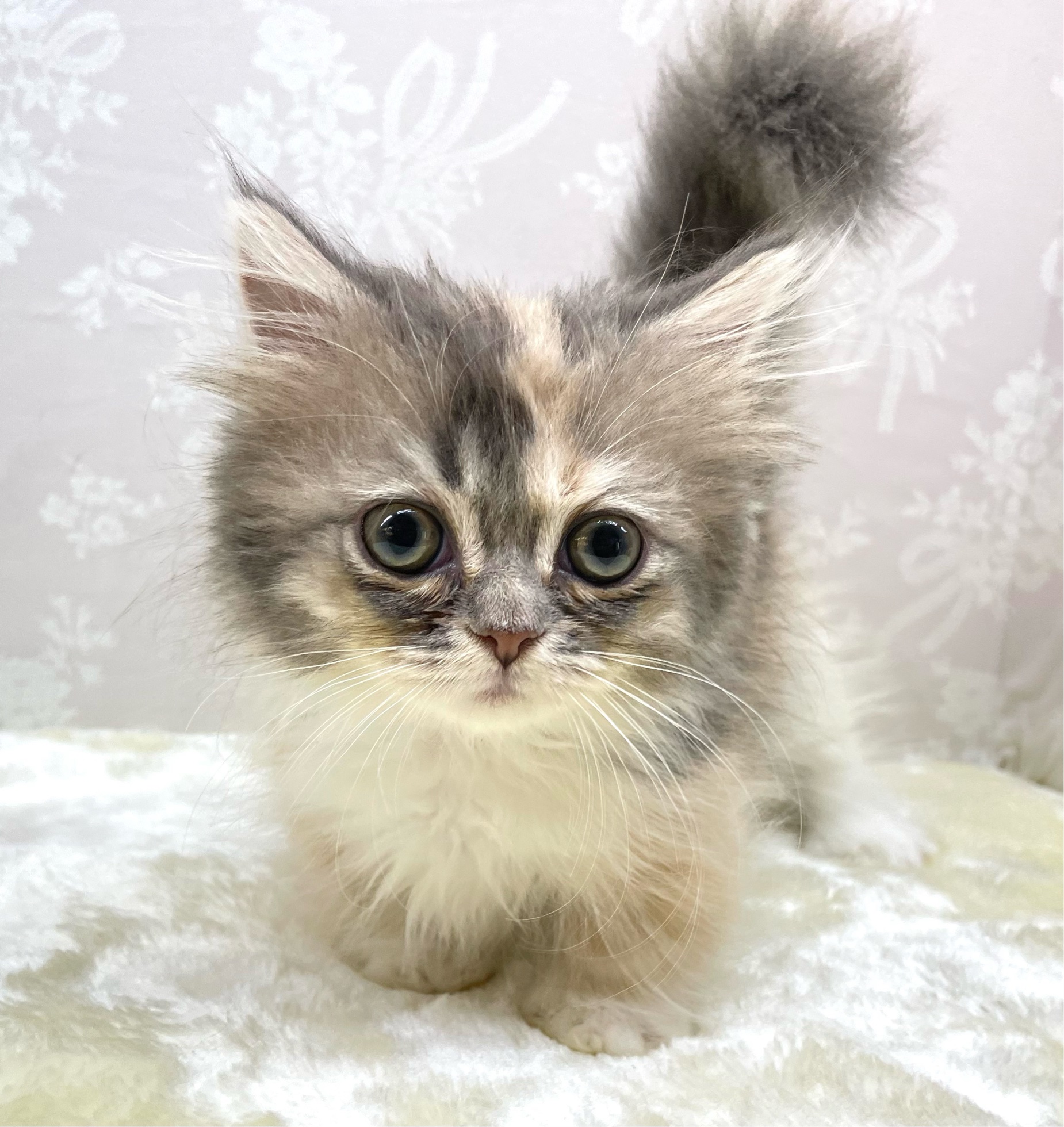 💖短足いいでしょ💖マンチカン(ダイリュートキャリコ)🩵🫧🩶女の子💕2026年1月18日生まれ