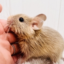 きゅるるん♡可愛すぎ〜るデグー（サンド）の男の子！