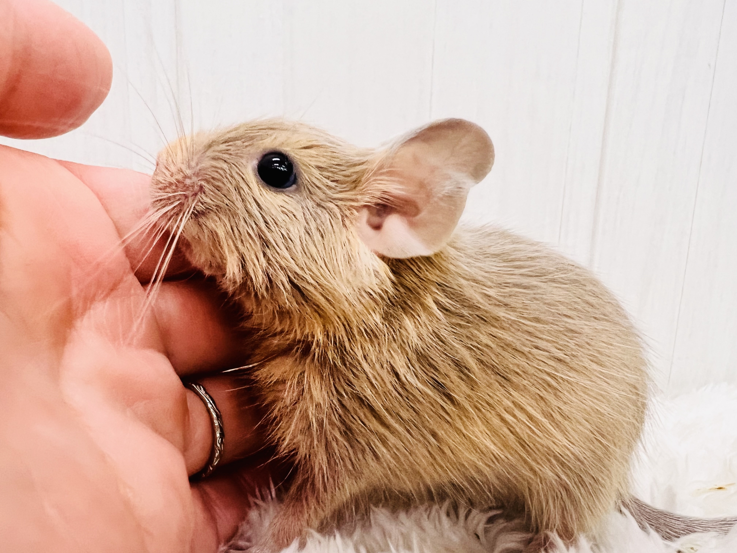 きゅるるん♡可愛すぎ〜るデグー（サンド）の男の子！