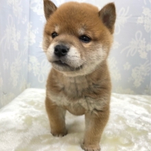 🍘焼きおにぎりくん🍘柴犬(赤)男の子💙2026年1月31日生まれ