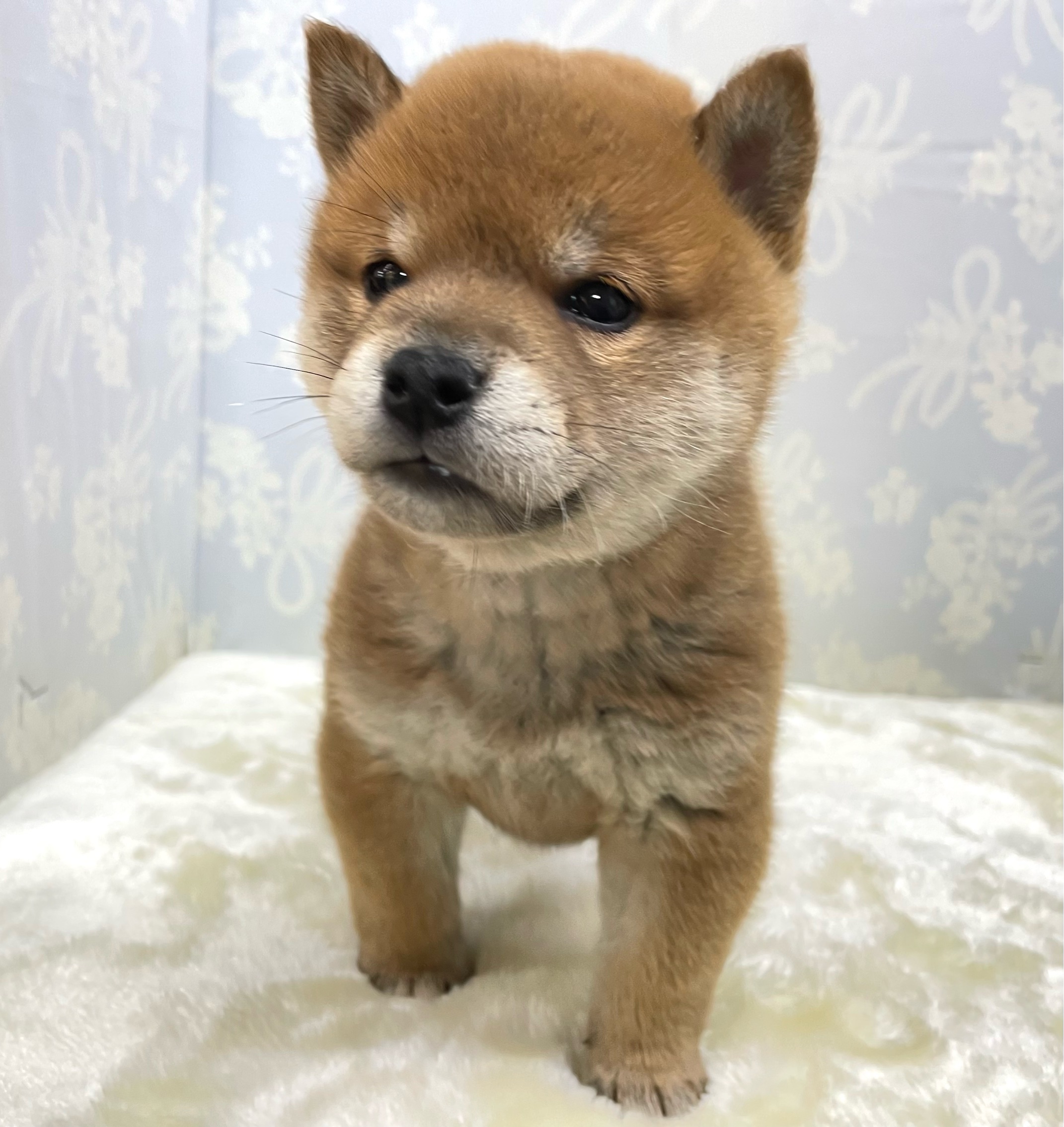 🍘焼きおにぎりくん🍘柴犬(赤)男の子💙2026年1月31日生まれ