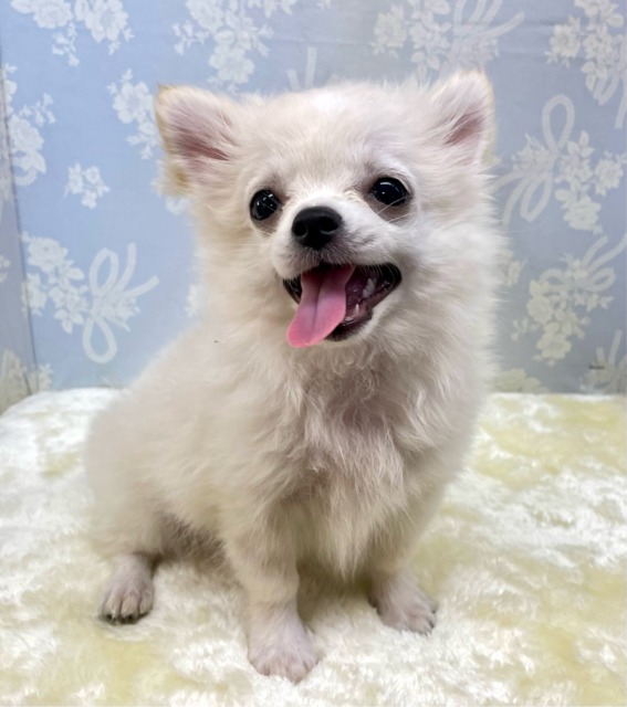 こぐまちゃん🧸ロング・チワワ(クリーム)🍨男の子💙2025年12月24日生まれ