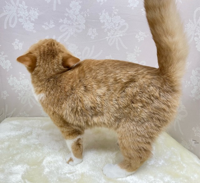 スコティッシュフォールド