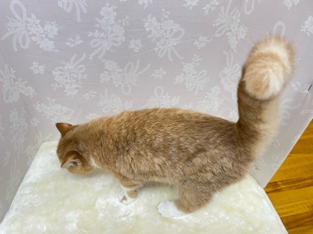 スコティッシュフォールド