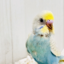 レアカラー✨綺麗な砂浜の様なセキセイインコのパステルレインボースパングル💖