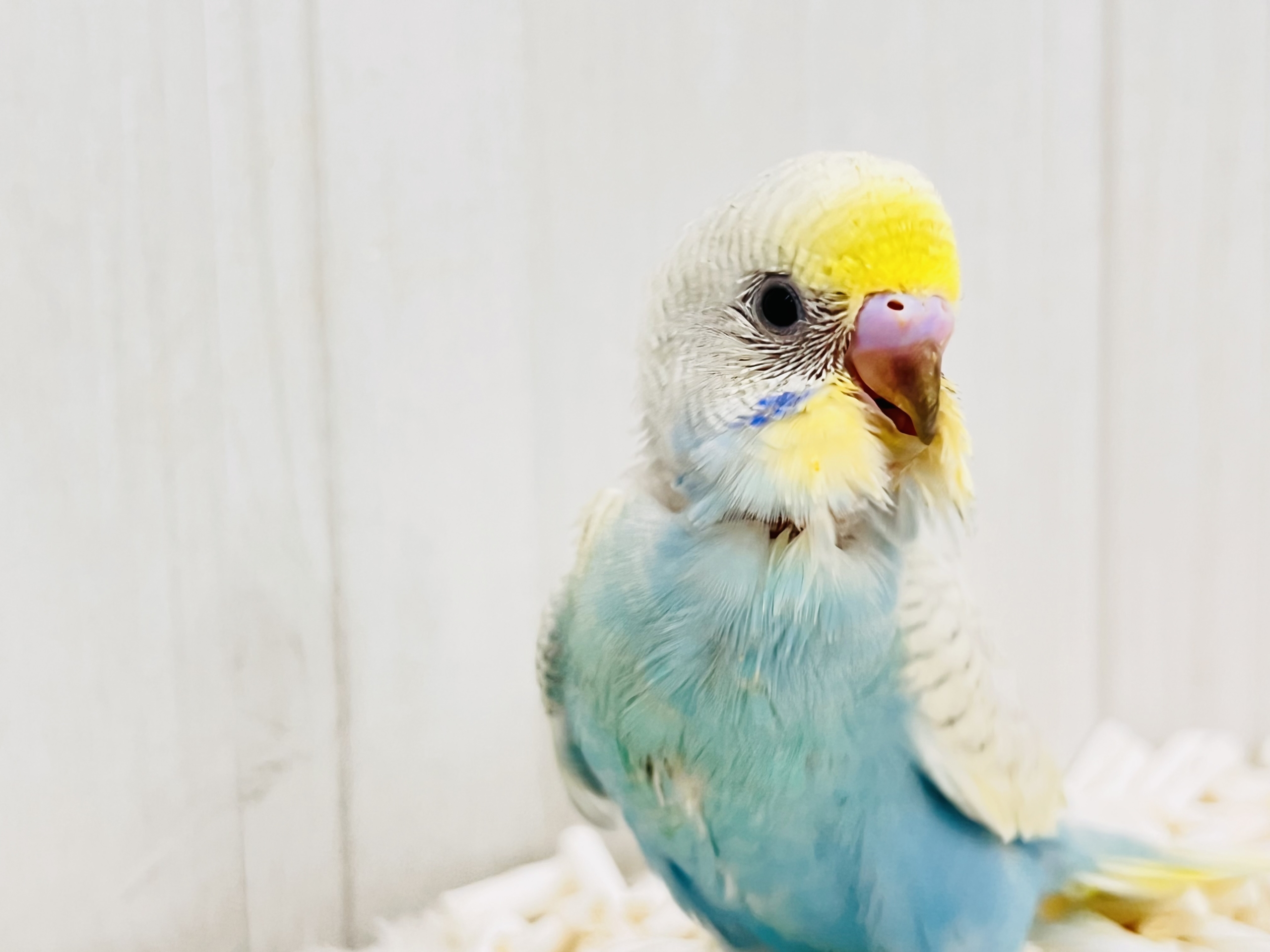 レアカラー✨綺麗な砂浜の様なセキセイインコのパステルレインボースパングル💖