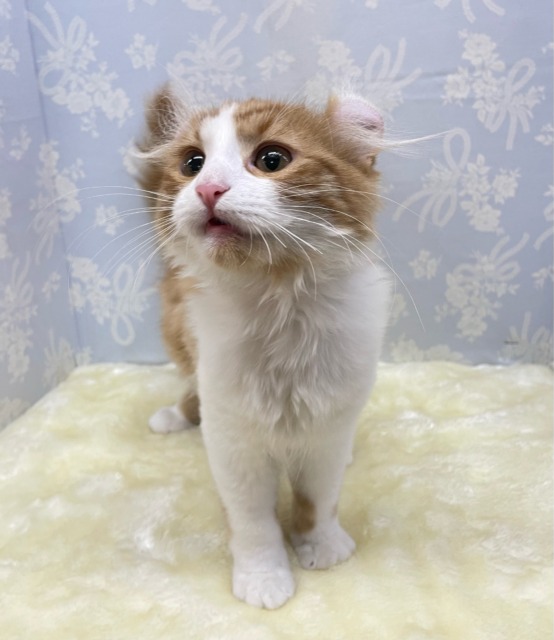 💖個性的な耳でしょ💖アメリカンカール(レッドタビー&ホワイト)🍎💭男の子💙2025年12月12日生まれ アメリカンカール