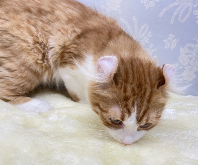 💖個性的な耳でしょ💖アメリカンカール(レッドタビー&ホワイト)🍎💭男の子💙2025年12月12日生まれ アメリカンカール