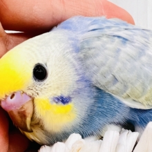 恥ずかしがり屋さんっ💕宝石の様な美しさ💎セキセイインコのパステルレインボー