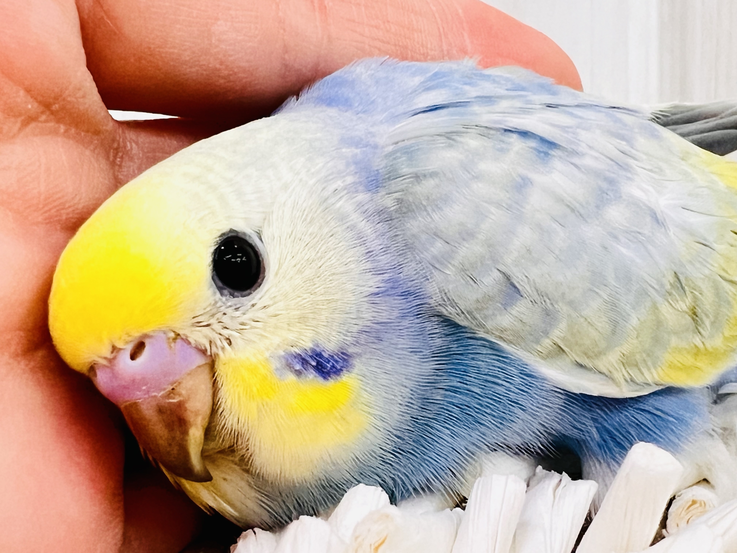 恥ずかしがり屋さんっ💕宝石の様な美しさ💎セキセイインコのパステルレインボー