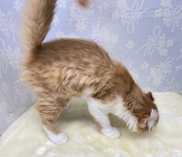 💖個性的な耳でしょ💖アメリカンカール(レッドタビー&ホワイト)🍎💭男の子💙2025年12月12日生まれ アメリカンカール