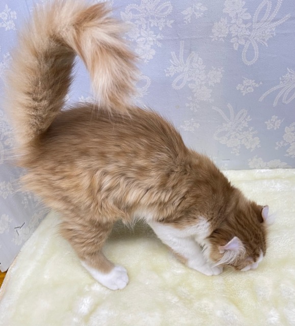 💖個性的な耳でしょ💖アメリカンカール(レッドタビー&ホワイト)🍎💭男の子💙2025年12月12日生まれ アメリカンカール