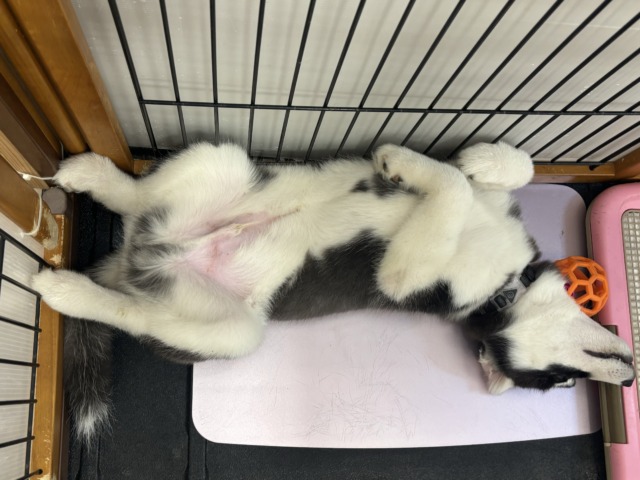 シベリアンハスキー