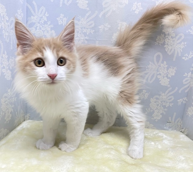 💖あまあまさん💖ノルウェージャン(クリームタビー＆ホワイト)🍨🤍男の子💙2025年12月20日生まれ