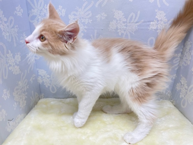 ノルウェージャンフォレストキャット