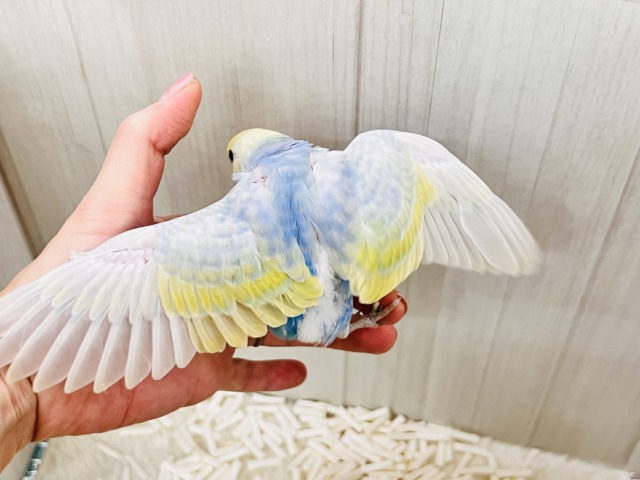 セキセイインコ