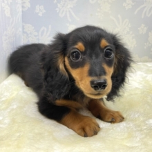 きゅるるん🎶カニンヘンダックス(ブラック＆タン)🖤男の子💙2026年1月1日生まれ