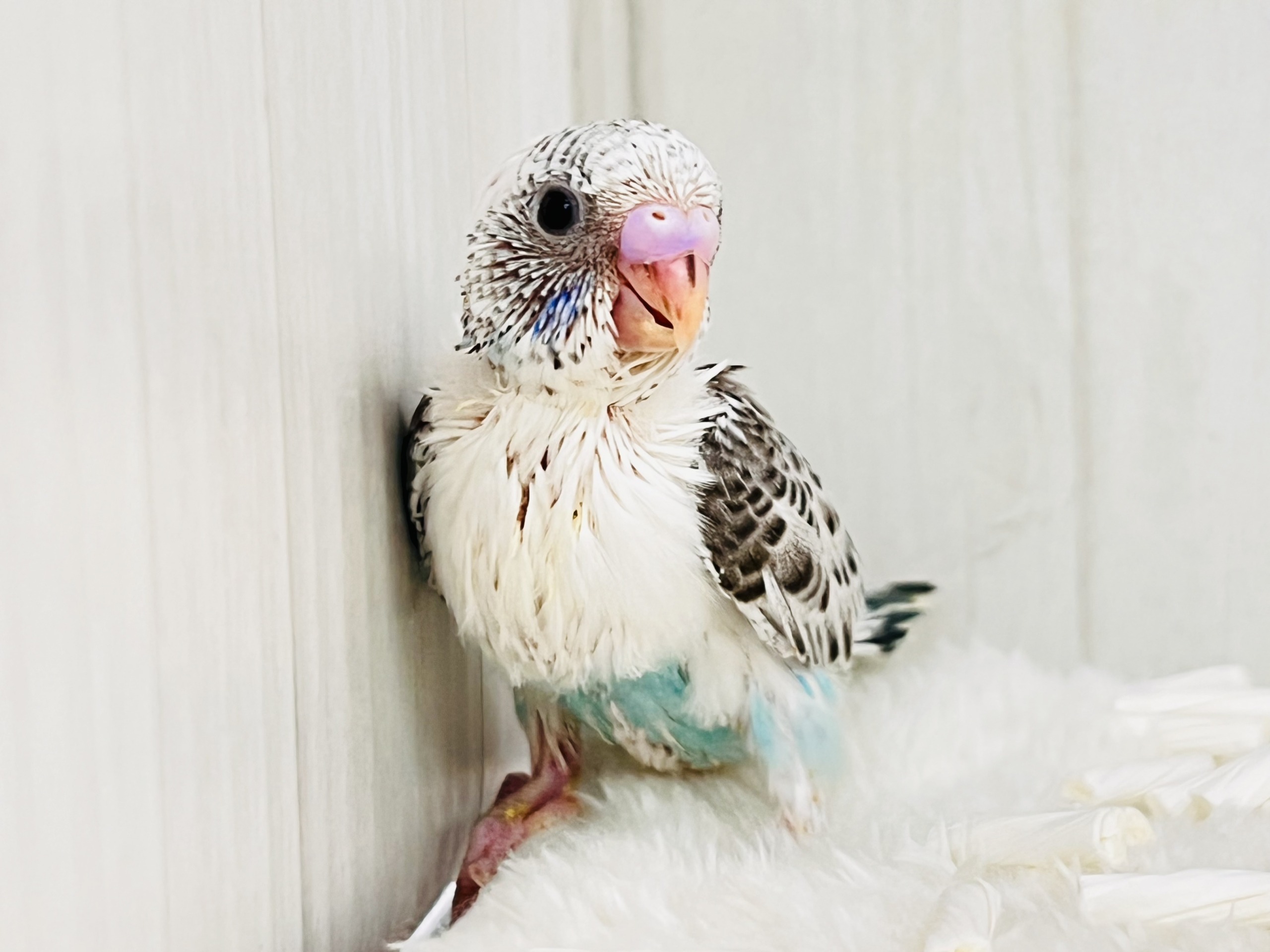 モダンでキューティー💞たっぷりゴマふりふり🎶のセキセイインコの白ハルクイン🤍 セキセイインコ