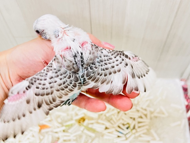 モダンでキューティー💞たっぷりゴマふりふり🎶のセキセイインコの白ハルクイン🤍 セキセイインコ