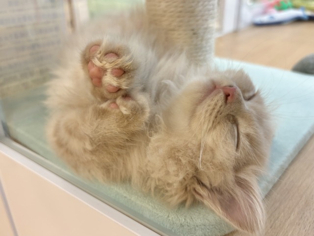 ミヌエット