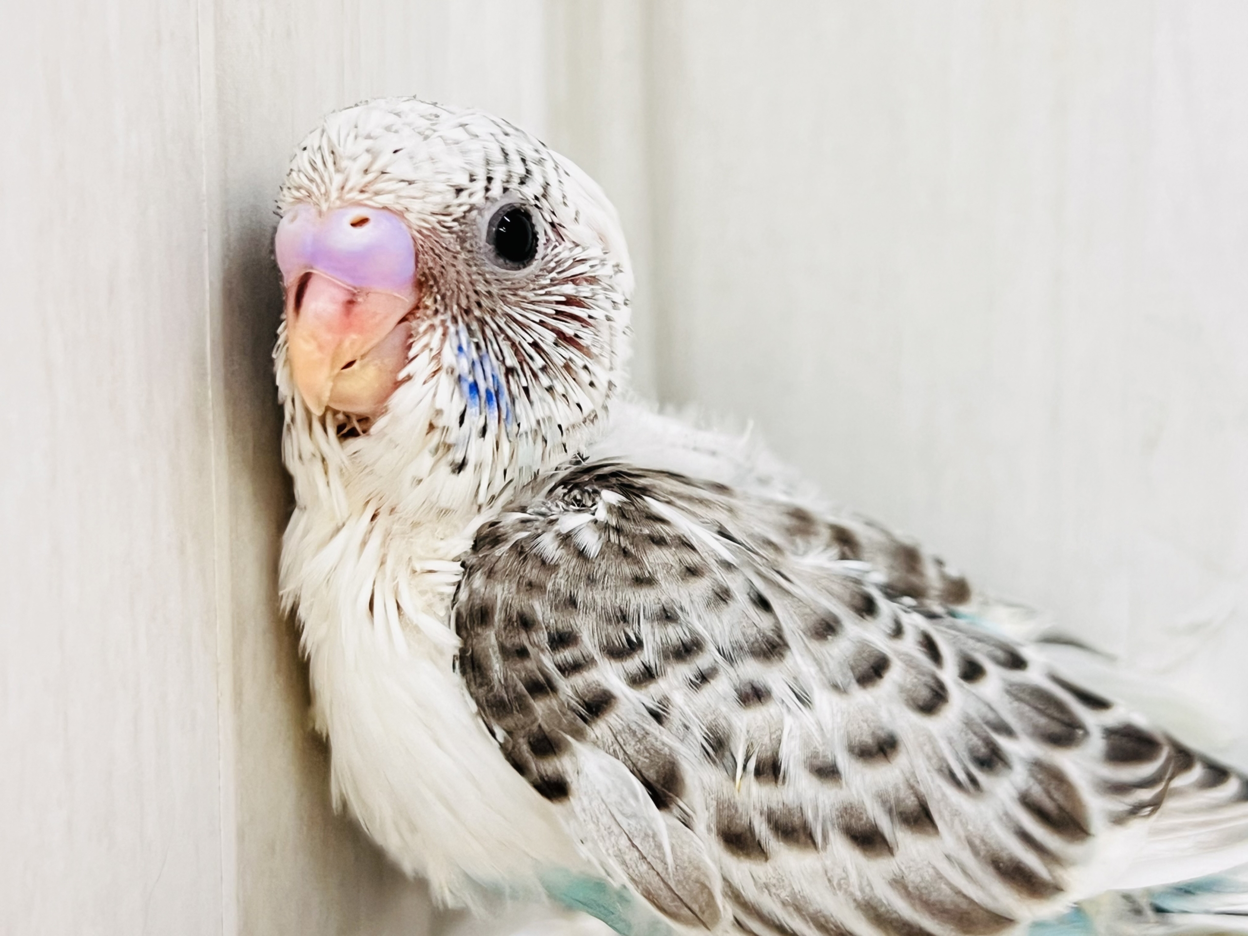 モダンでキューティー💞たっぷりゴマふりふり🎶のセキセイインコの白ハルクイン🤍 モダンでキューティー💞たっぷりゴマふりふり🎶のセキセイインコの白ハルクイン🤍