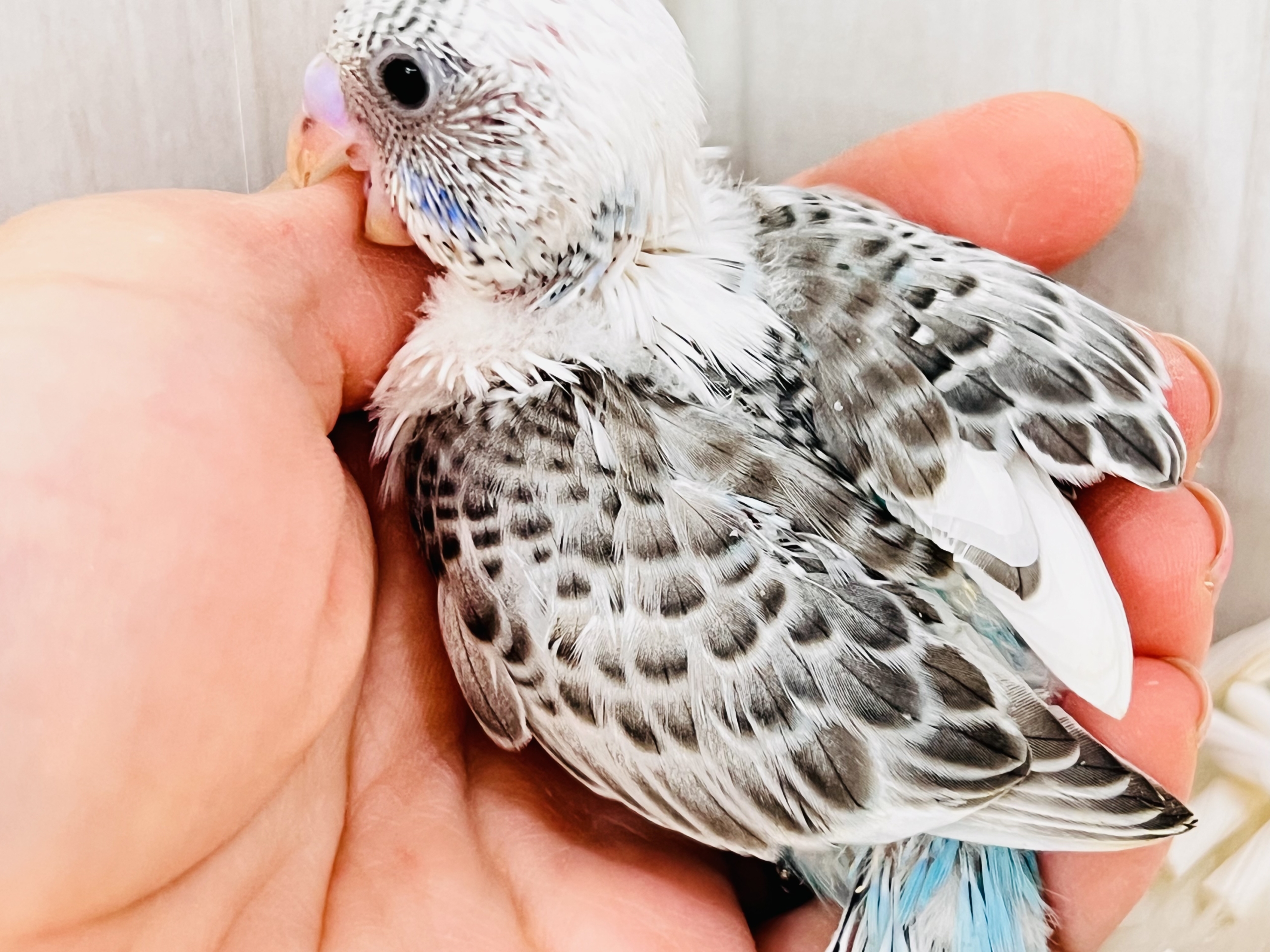 モダンでキューティー💞たっぷりゴマふりふり🎶のセキセイインコの白ハルクイン🤍 セキセイインコ