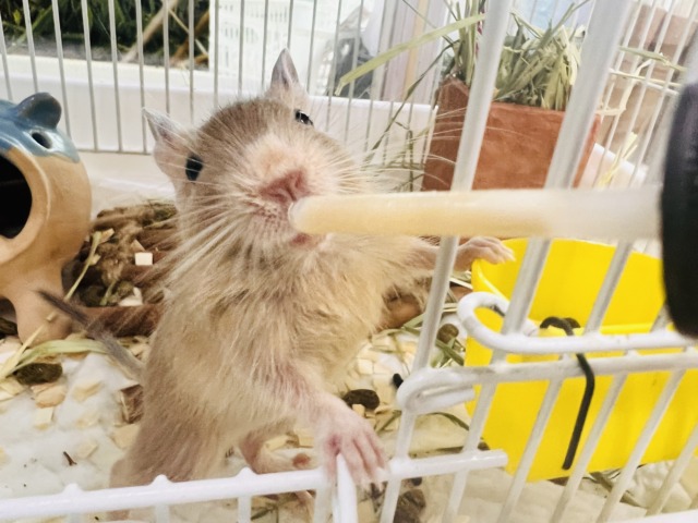 デグー