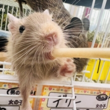 きゅるるん♡可愛すぎ〜るデグー（サンド）の男の子！