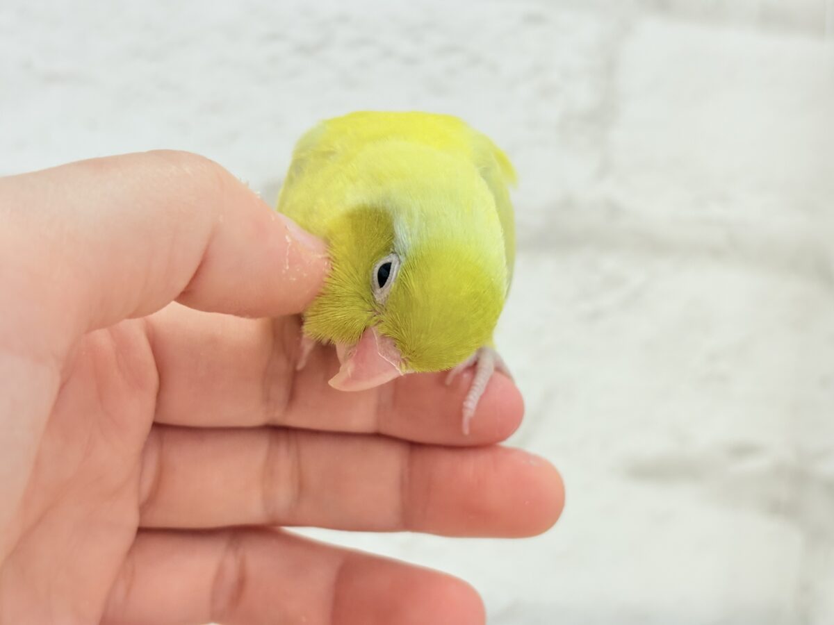 マメルリハ