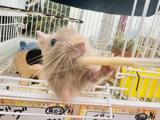 デグー