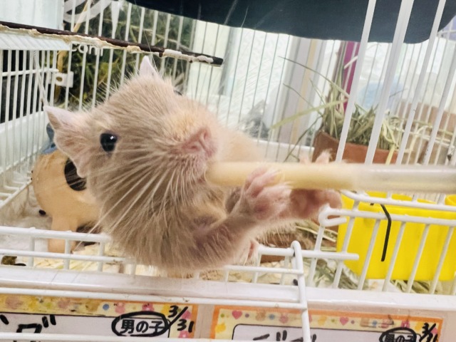 デグー