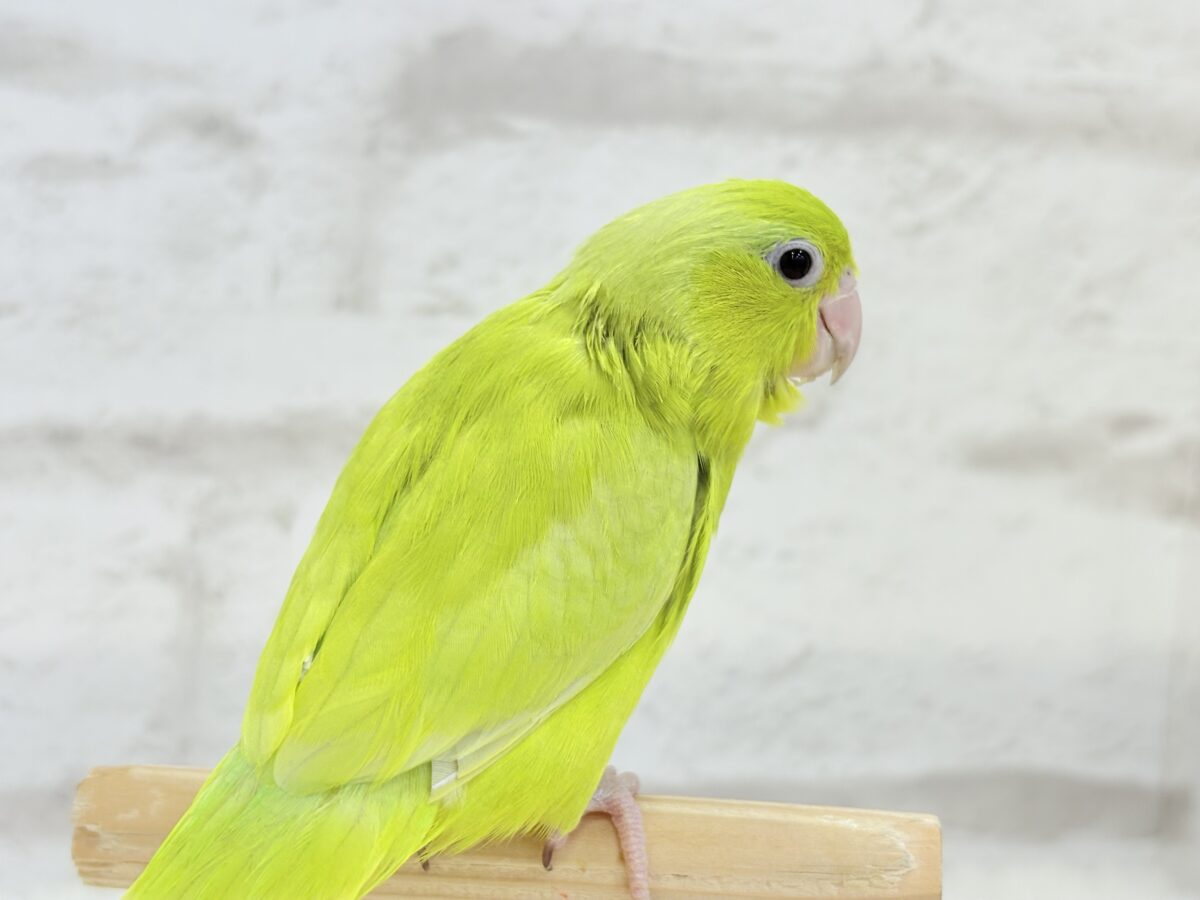 マメルリハ