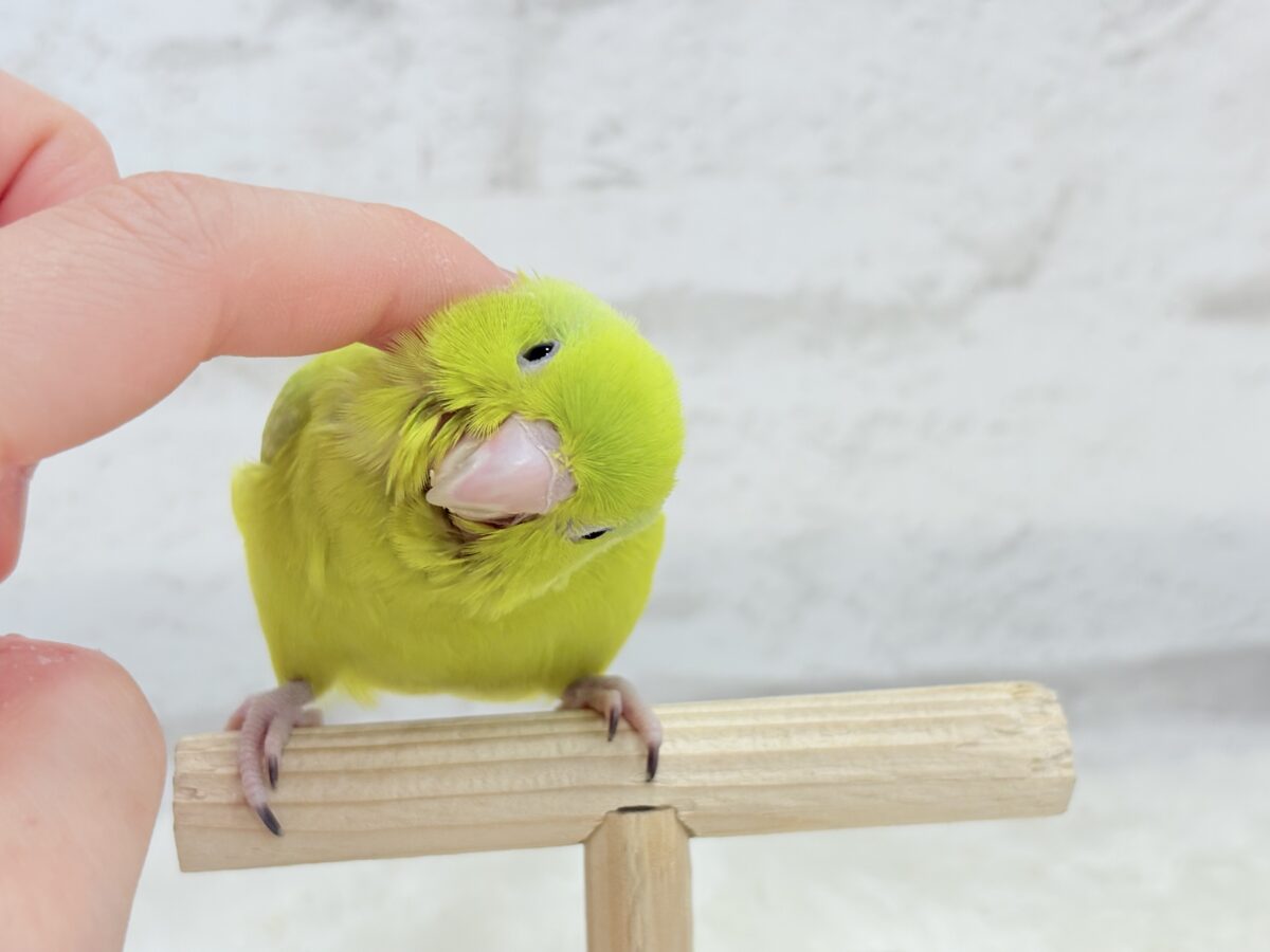 マメルリハ