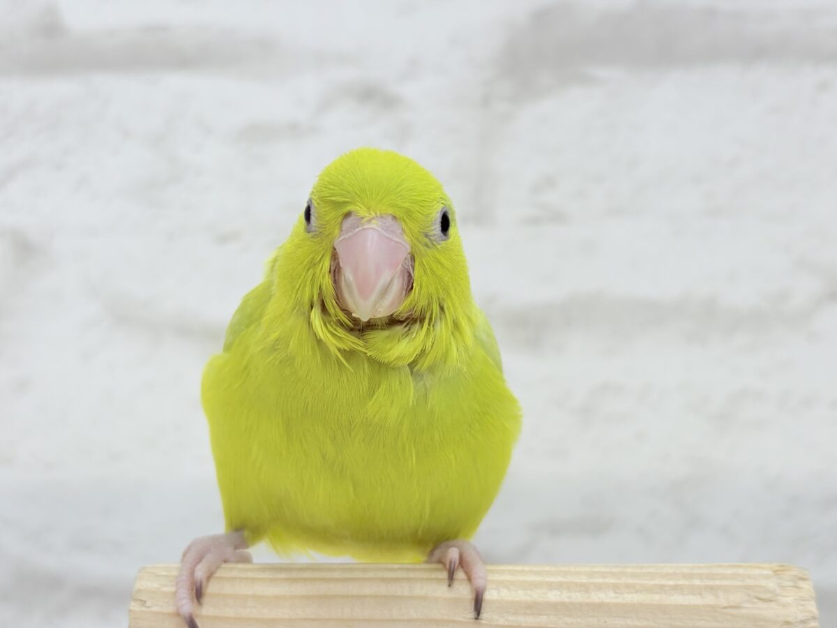 マメルリハ