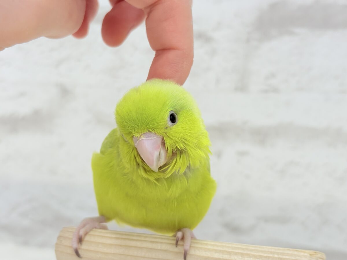 マメルリハ