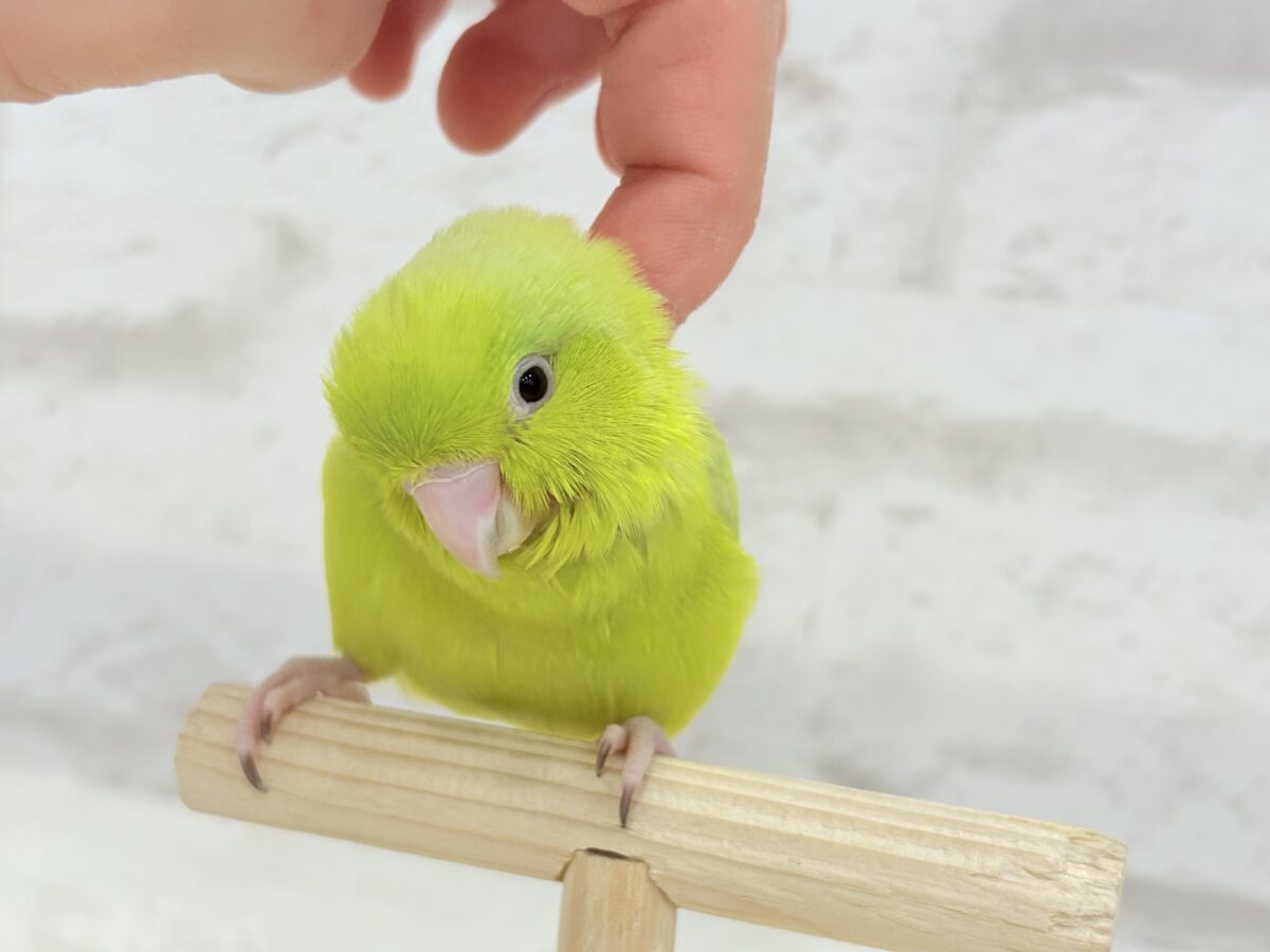 マメルリハ