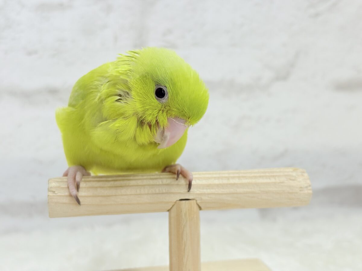 マメルリハ