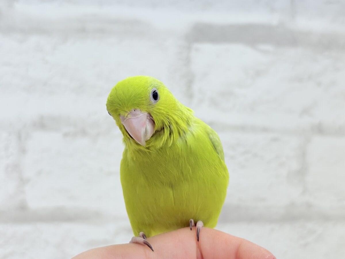 マメルリハ