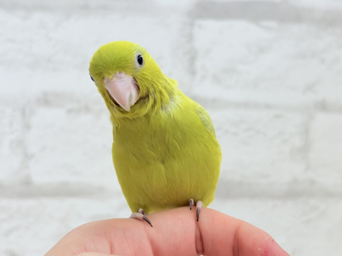マメルリハ