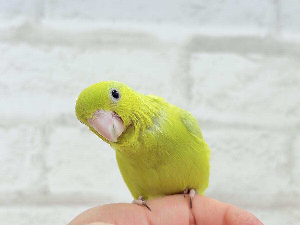 マメルリハ