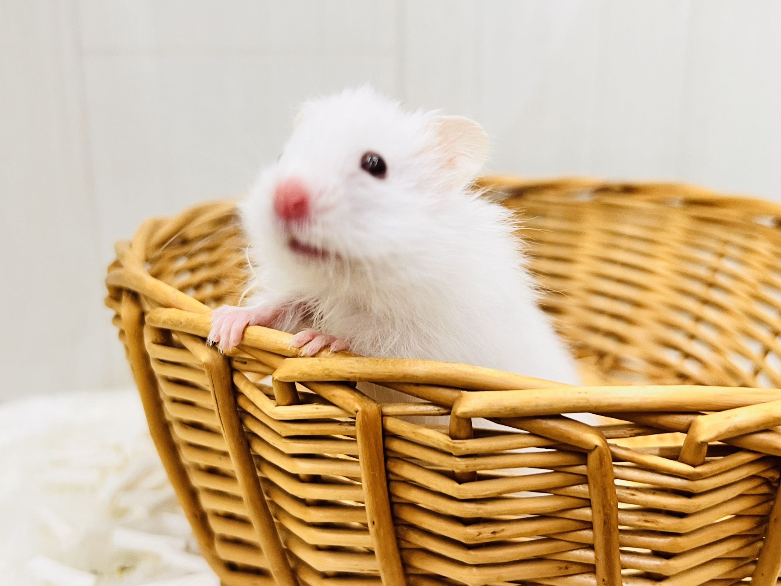 ゴールデンハムスター