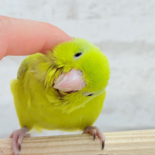 【最新画像更新🪄ひとり餌になりました‪☆】大食い女王の座は譲らないっ🐣👑マメルリハ(アメリカンイエロー) 女の子 ヒナ