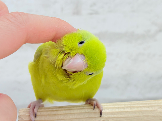 【最新画像・動画更新🪄ひとり餌になりました‪☆】大食い女王の座は譲らないっ🐣👑マメルリハ(アメリカンイエロー) 女の子 ヒナ