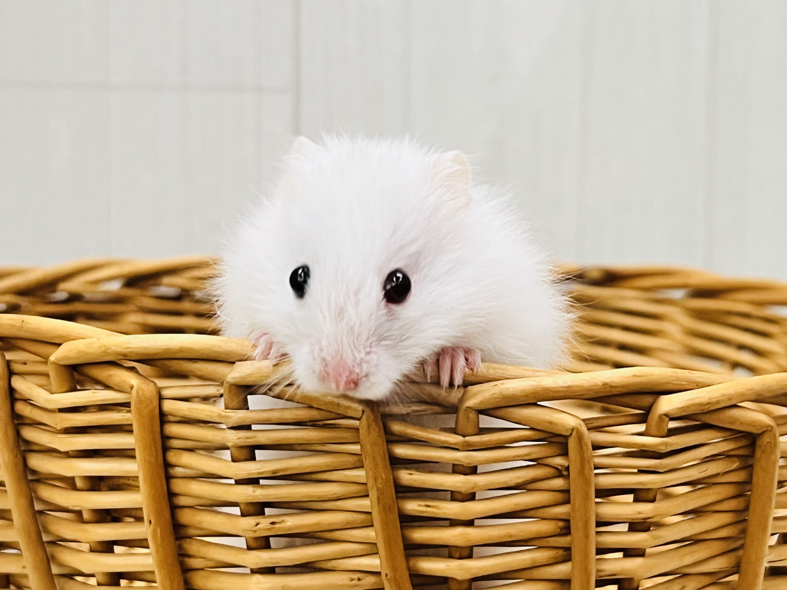 ゴールデンハムスター