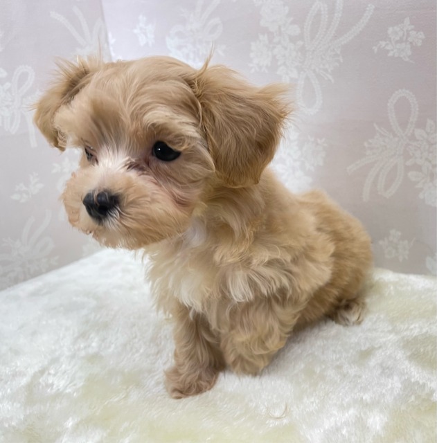 いっぱいかまって💖ハーフ犬(マルチーズ×トイプードル)(アプリコット)🍎女の子💕2026年2月14日生まれ マルプー