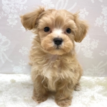 いっぱいかまって💖ハーフ犬(マルチーズ×トイプードル)(アプリコット)🍎‪女の子💕2026年2月14日生まれ