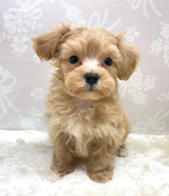 いっぱいかまって💖ハーフ犬(マルチーズ×トイプードル)(アプリコット)🍎女の子💕2026年2月14日生まれ マルプー